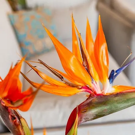 Flyviewflatsblue Privatehottub With Seaview * Ixia (Rhodes)