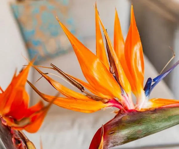 Flyviewflatsblue Privatehottub With Seaview * 依克希亚